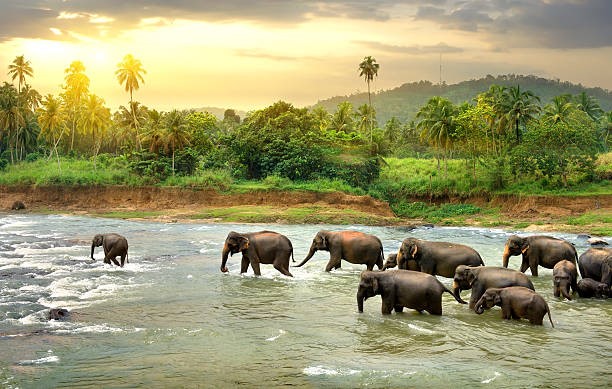 Graceful elephants roaming in Udawalawe National Park, Sri Lanka."